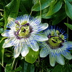 Passiflore