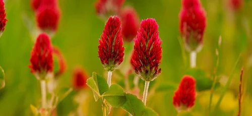 TRIFOGLIO ROSSO